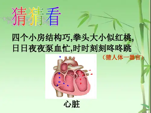 心脏的结构和功能