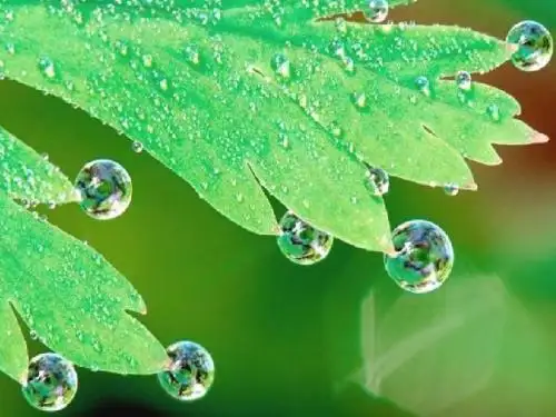 苏教版三年级语文上册《小露珠》课件