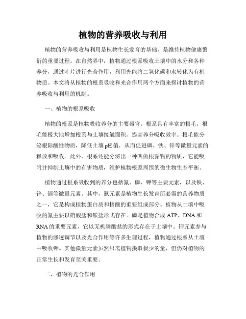 植物的营养吸收与利用