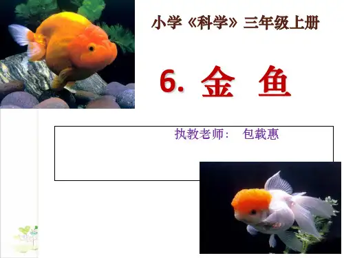 三年级上册科学-金鱼-教科版(共24张)-PPT课堂课件
