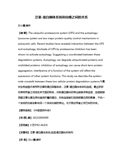 泛素-蛋白酶体系统和自噬之间的关系