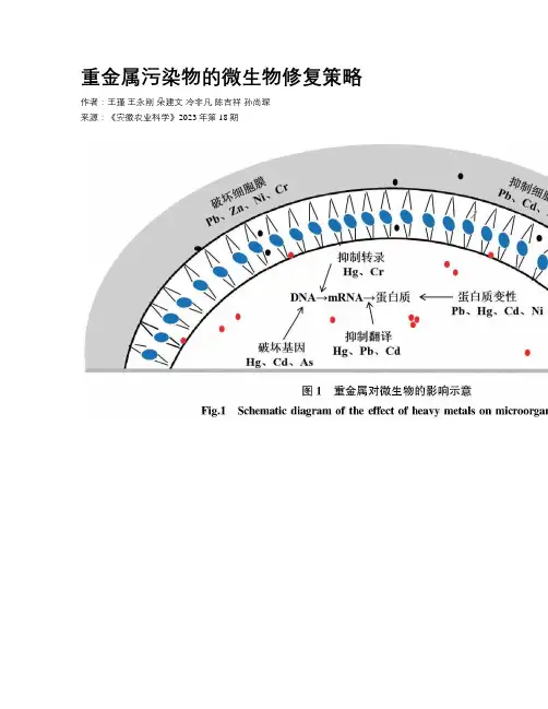 重金属污染物的微生物修复策略