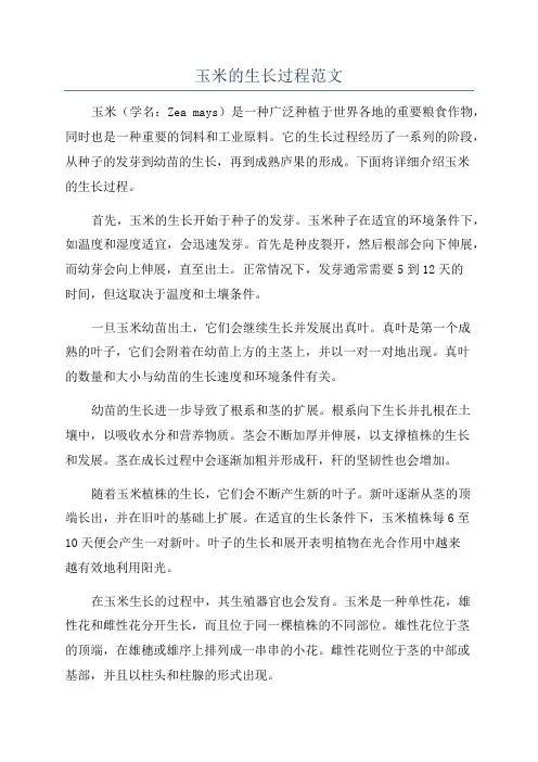 玉米的生长过程范文