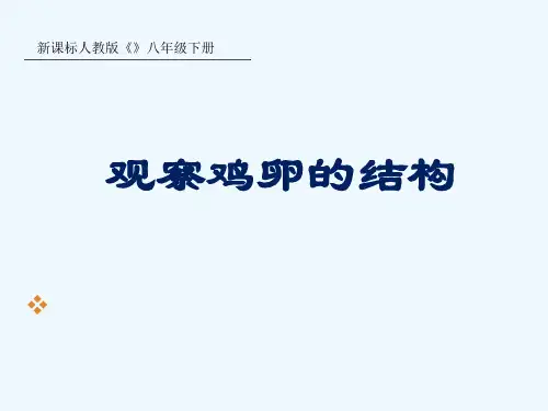 观察鸡卵的结构(第二稿)