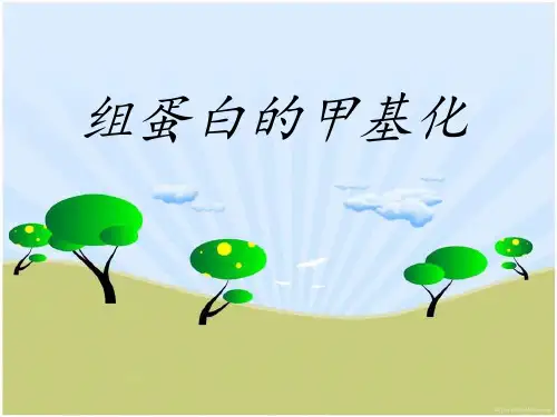 蛋白质的甲基化