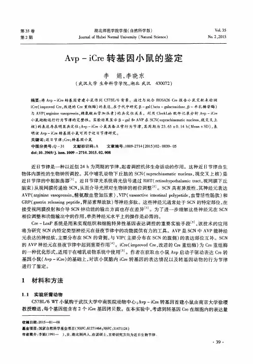 Avp -iCre 转基因小鼠的鉴定