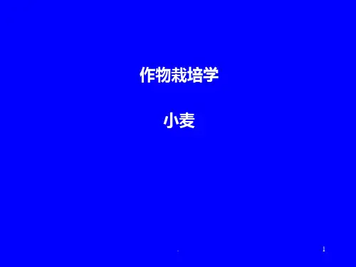 小麦栽培学PPT课件