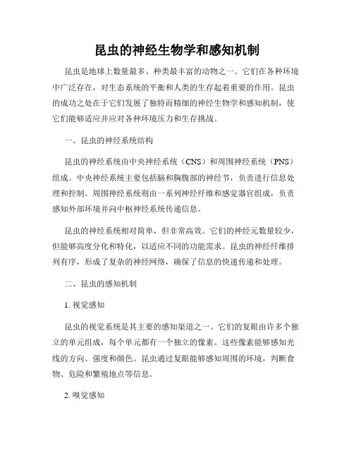 昆虫的神经生物学和感知机制