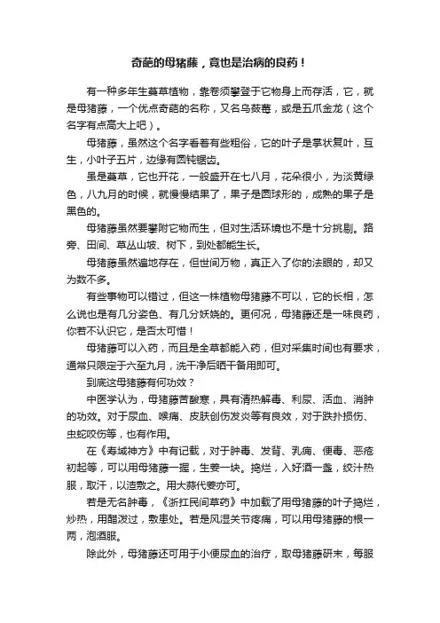 奇葩的母猪藤，竟也是治病的良药！