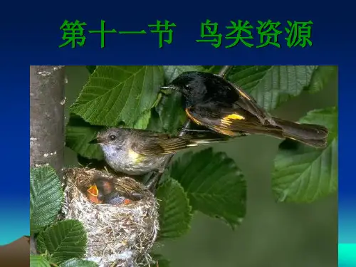 鸟类资源
