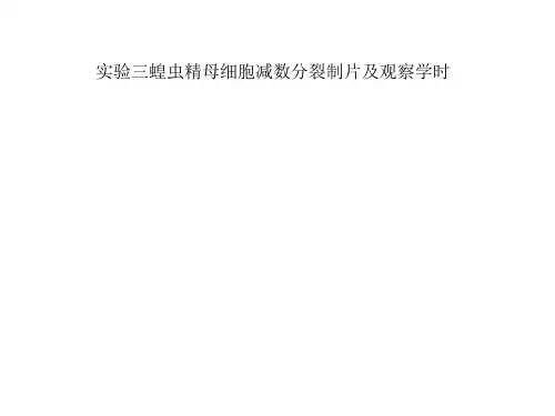 实验三蝗虫精母细胞减数分裂制片及观察学时