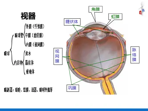 感觉器—视器(人体解剖生理学)
