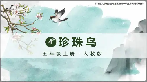 珍珠鸟  课件(共39张PPT)