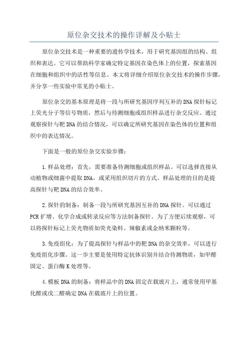 原位杂交技术的操作详解及小贴士