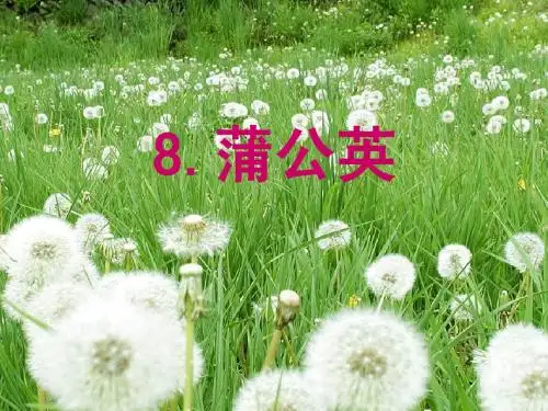 苏教版三上《蒲公英 》课件