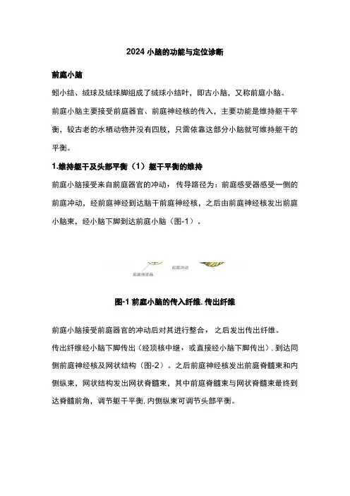 2024小脑的功能与定位诊断