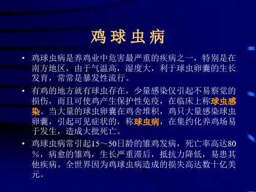 鸡球虫病