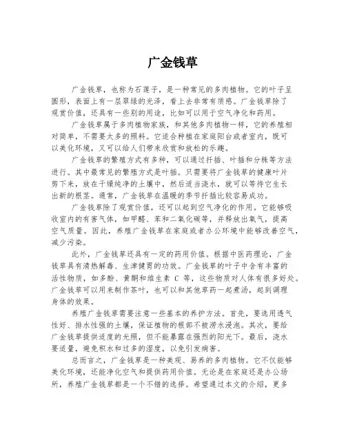 广金钱草 