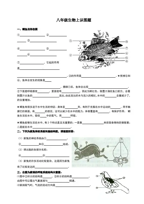 八年级生物上填图题(识图题)专题复习