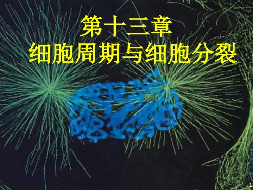 第13章+细胞周期与细胞分裂