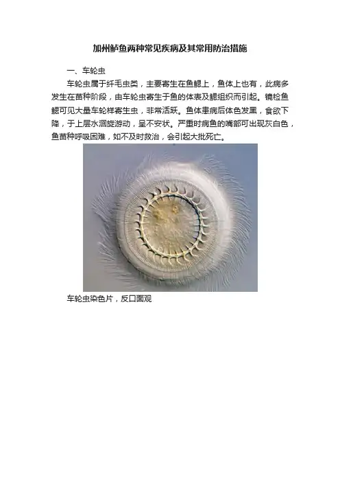 加州鲈鱼两种常见疾病及其常用防治措施