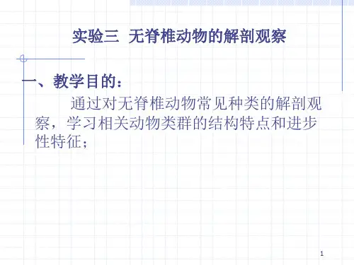 实验三无脊椎动物的解剖观察一、教学目的通过对无脊椎动