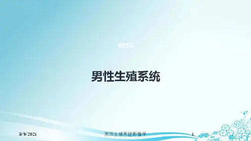 男性生殖系统影像学培训课件
