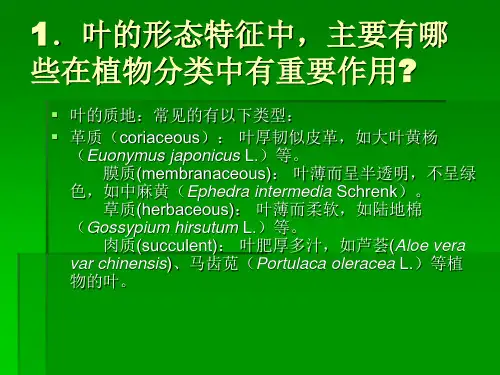 叶的形态特征
