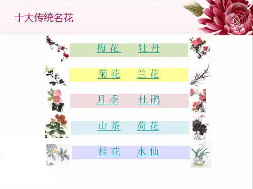 中国传统名花欣赏菊花ppt课件