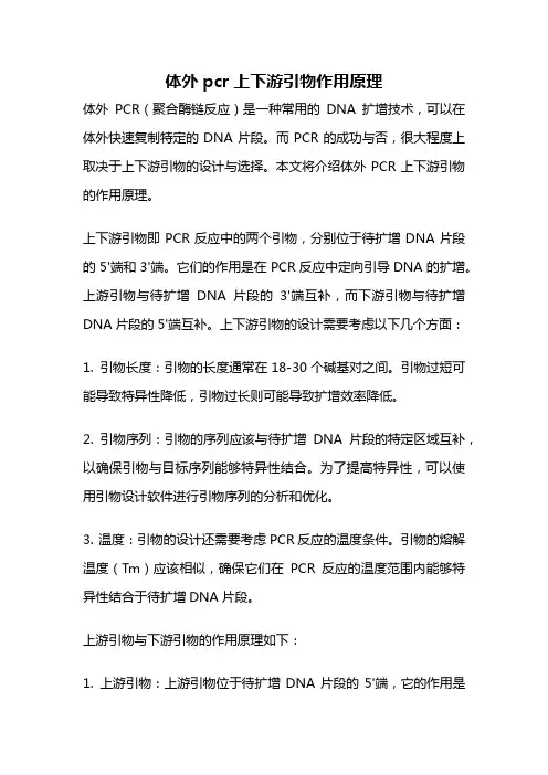 体外pcr上下游引物作用原理