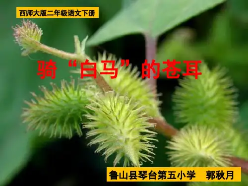 琴台五小郭秋月《骑白马的苍耳》
