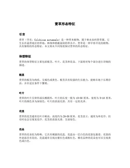 萱草形态特征