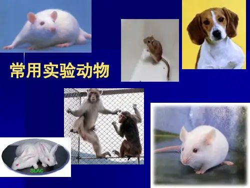 常用实验动物介绍