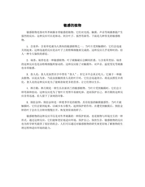 敏感的植物