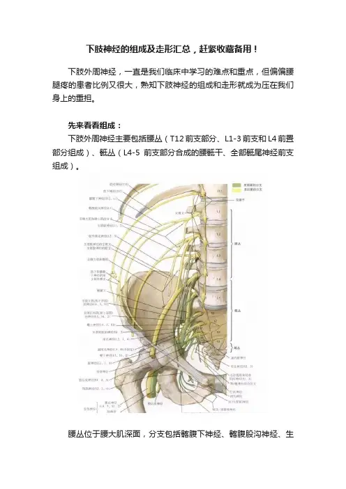 下肢神经的组成及走形汇总，赶紧收藏备用！