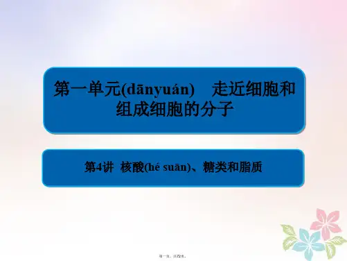 全国版高考生物一轮复习第4讲核酸糖类和脂质课件