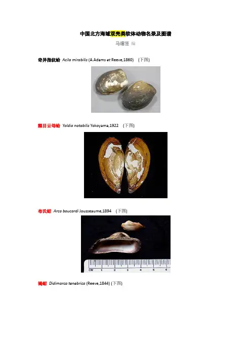 中国北方海域 双壳类软体动物名录及图谱