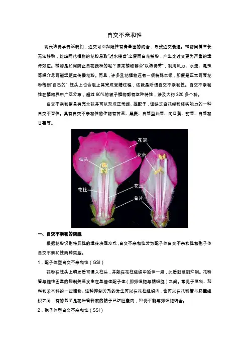 自交不亲和