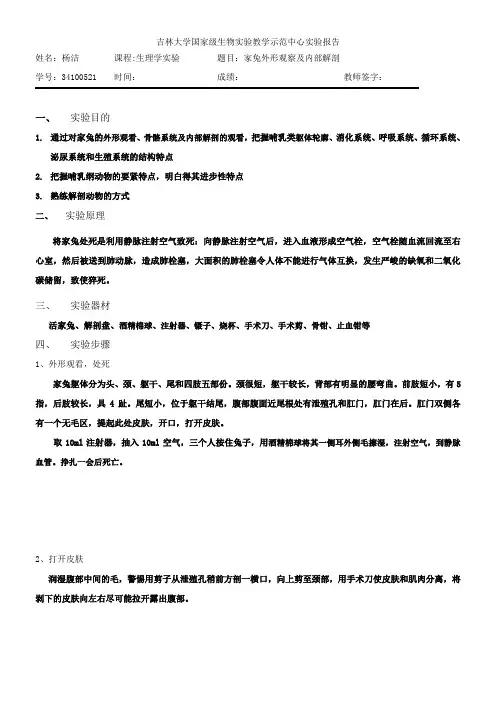 家兔解剖实验