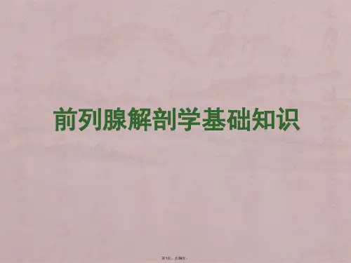 前列腺医学基础知识(幻灯稿)