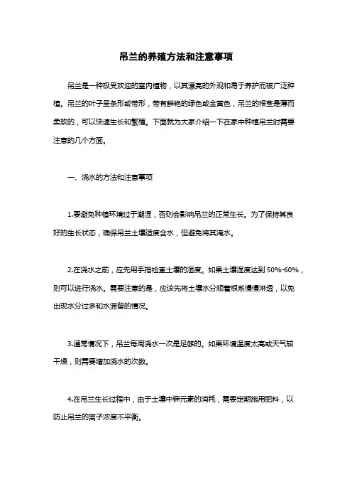 吊兰的养殖方法和注意事项