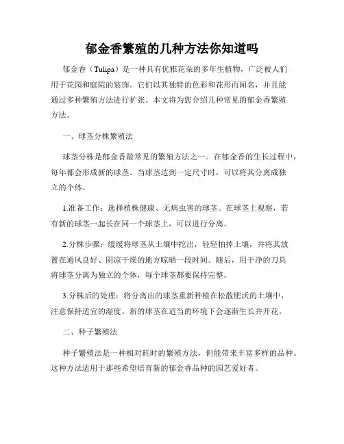 郁金香繁殖的几种方法你知道吗