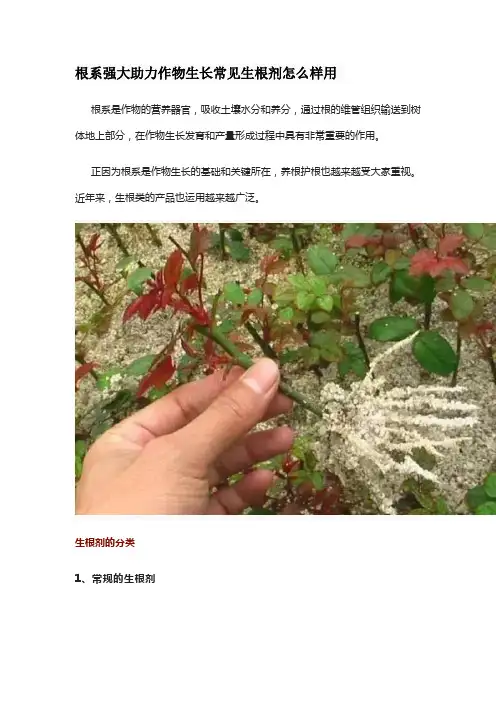 根系强大助力作物生长常见生根剂怎么样用