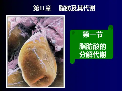 脂肪酸的分解代谢要点