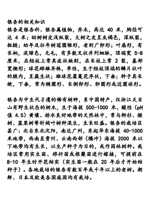 银杏的相关知识