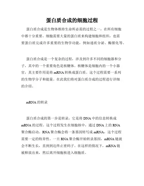 蛋白质合成的细胞过程