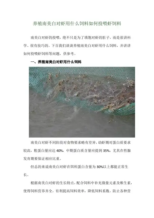 养殖南美白对虾用什么饲料 如何投喂虾饲料