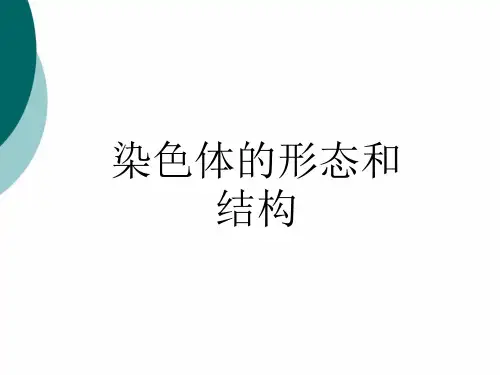 染色体的形态和结构PPT课件
