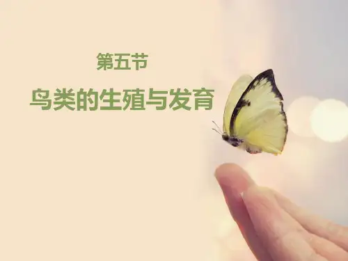《鸟类的生殖与发育》苏教版八年级生物下册ppt教材课件(2篇)