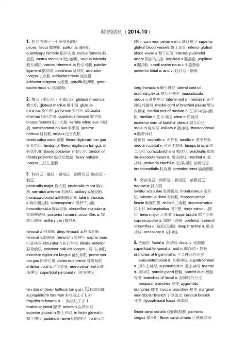 中英文解剖结构